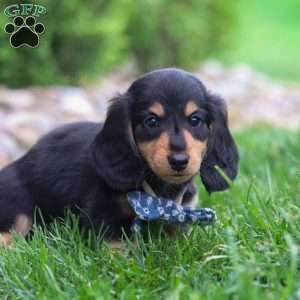 Benje, Dachshund Puppy